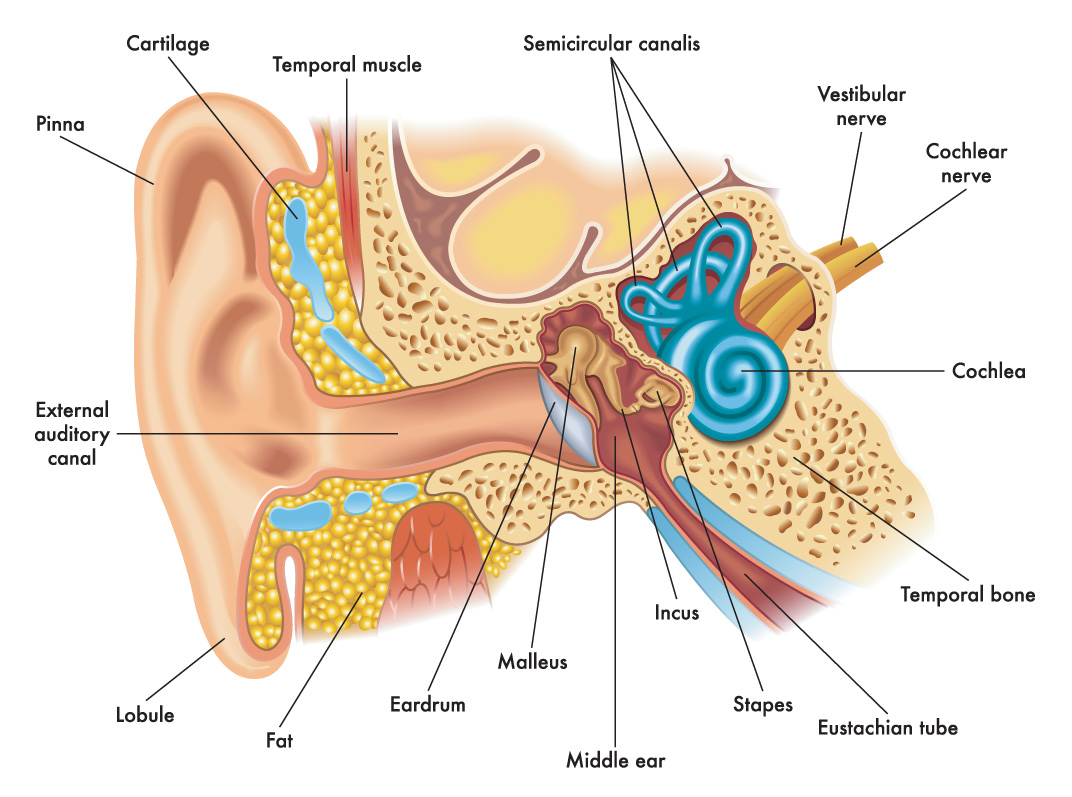 Audiologist Ear Hearing Test Spring Houston The Woodlands